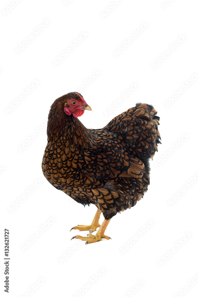 Wyandotte bantam Chicken golden laced in white background