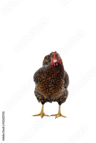 Wyandotte bantam Chicken golden laced in white background photo