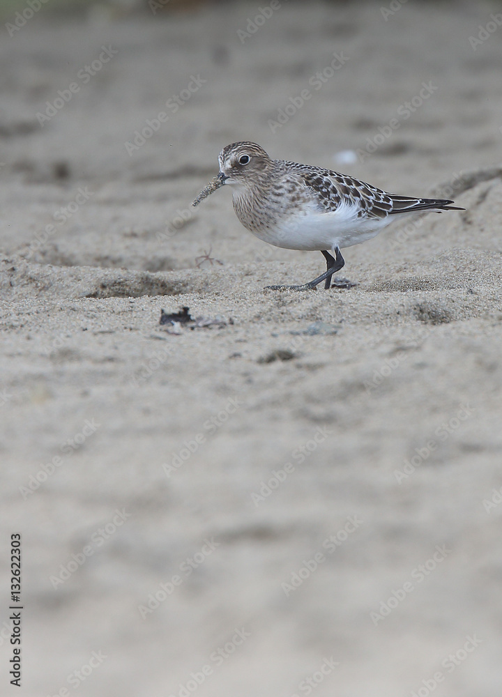 Juvenile Baird's Sandpiper, (Calidris bairdii), a North American vagrant on the Gannel Estuary, Newquay, Cornwall, UK. Juvenile Baird's Sandpiper, (Calidris bairdii), a North American vagrant on the Gannel Estuary, Newquay, Cornwall, UK.