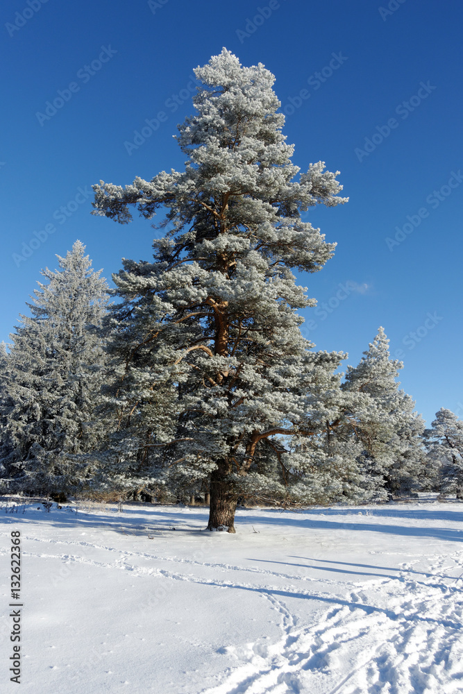 Fototapeta premium Winterliche Landschaft auf der schwäbischen Alb, Deutschland