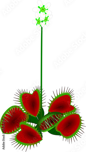 Venus flytrap - vector illustration photo