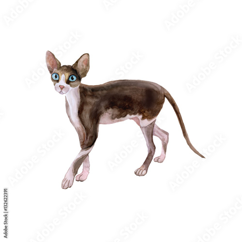 Watercolor portrait of sphynx black and white no hair cat isolated on white background. Hand drawn sweet home pet. Bright colors, realistic look. Greeting card design. Clip art. Add your text