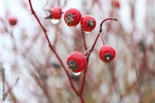 sweet briar, rose hips with water drops