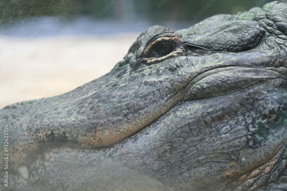 Fototapeta premium Twarze zwierząt