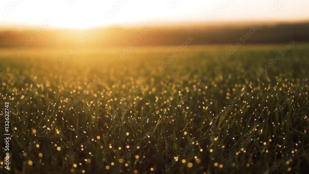 Fresh spring morning grass with dew in the sunrise