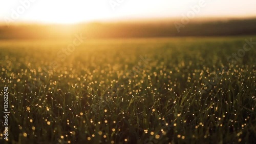 Fresh spring morning grass with dew in the sunrise
