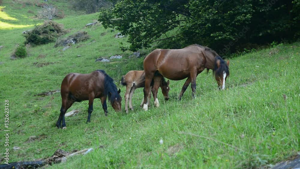 Family of the horses on the forest meadow. Natural rural composition Family of the horses on the forest meadow. Natural rural composition