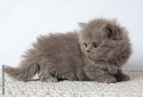 british kitten photo