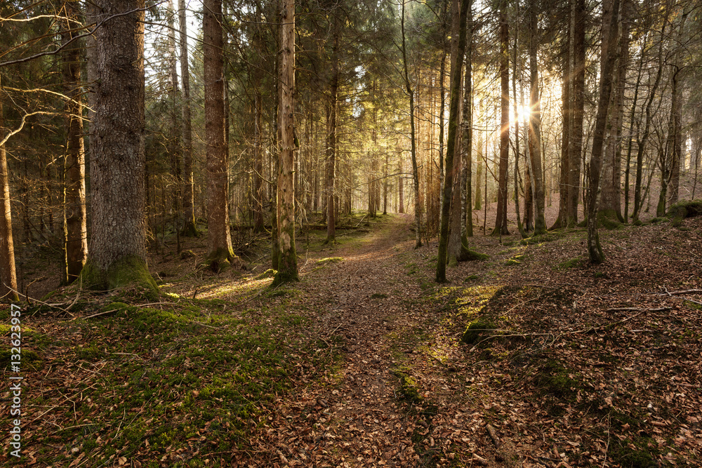 Fototapeta premium Walk in the woods