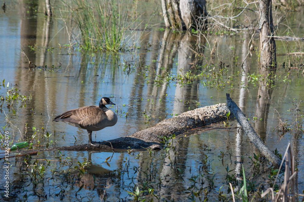 Lone Canadian Goose in a wetland area in North Carolina. Reflective waters. Protected habitat.