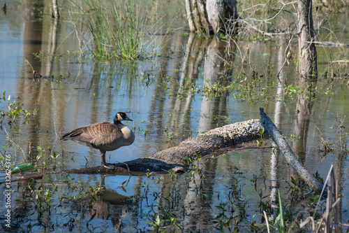 Obraz na płótnie Lone Canadian Goose in a wetland area in North Carolina. Reflective waters. Protected habitat. w salonie