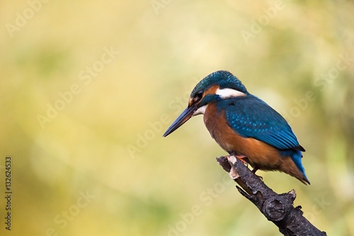 Common Kingfisher, Alcedo atthis. Europe, country Slovakia, region Horna Nitra- Kingfisher sitting on a branch. 