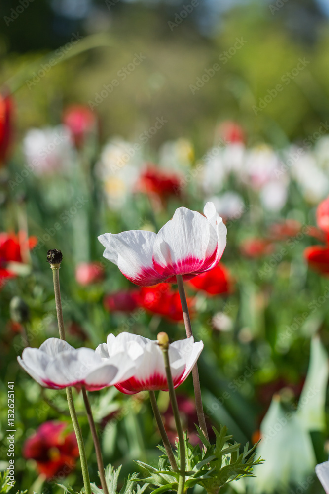 Red and white poppies growing at a botanical garden. Vibrant flowers.