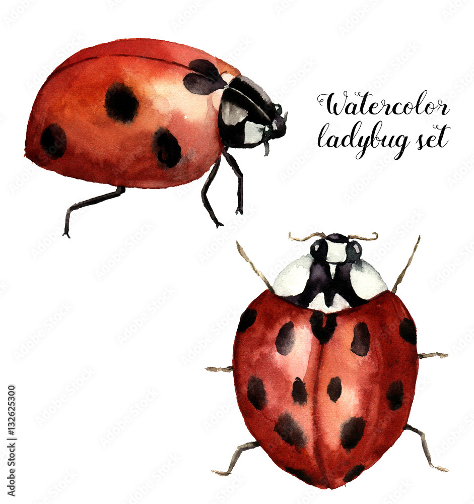 Fototapeta premium Watercolor ladybug set. Collection with ladybird. Insect illustration isolated on white background. For design or print
