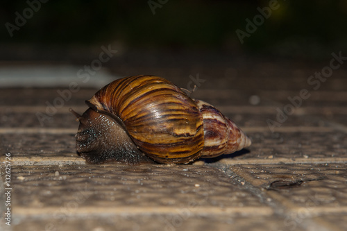 snail crawling mollusk