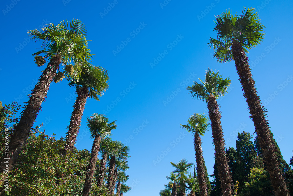 Naklejka premium Row palm trees against the sky