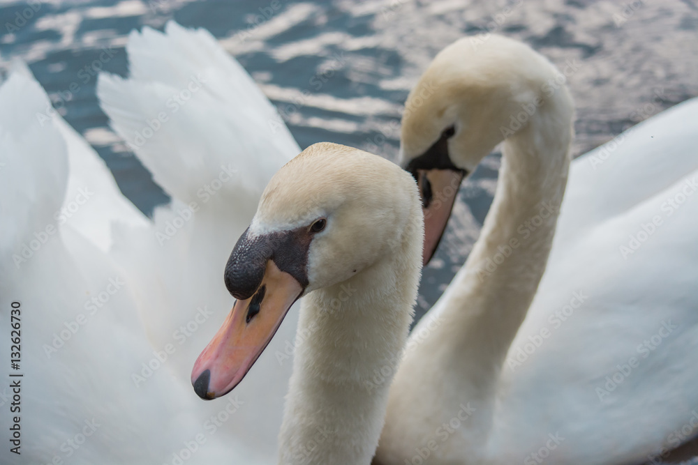 Two White Swans in interesting pose on water. Togetherness. Couple.