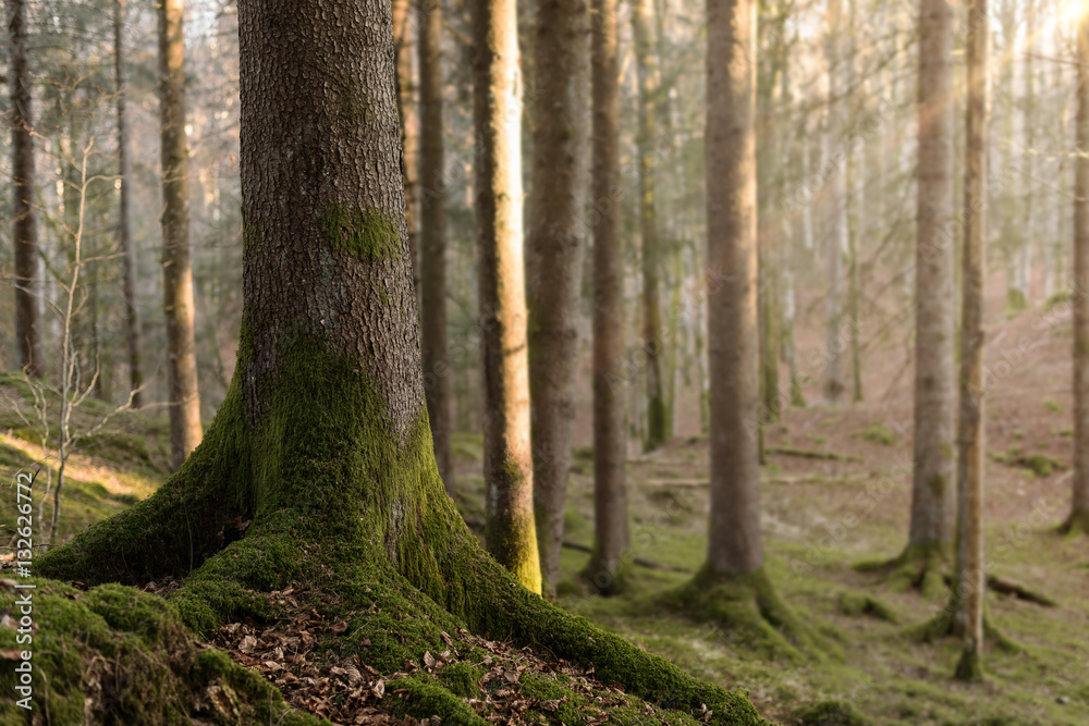 Fototapeta premium Walk in the woods