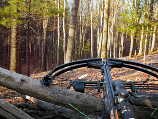 Papier peint photo Chasser Arbalète posée contre tronc d'automne  © driftwood