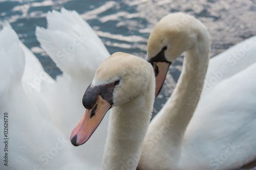 Obraz na płótnie Two White Swans in interesting pose on water. Togetherness. Couple. w salonie