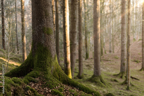 Walk in the woods © StockPhotoPro