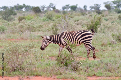 A zebra grazing