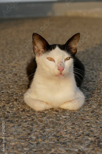 Strassenkatze mit gelben Augen auf Straße im Abbendlicht photo