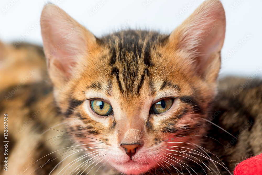 close-up purebred kitten posing on a white background