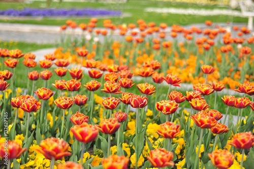 Tulips colorful © Nadja