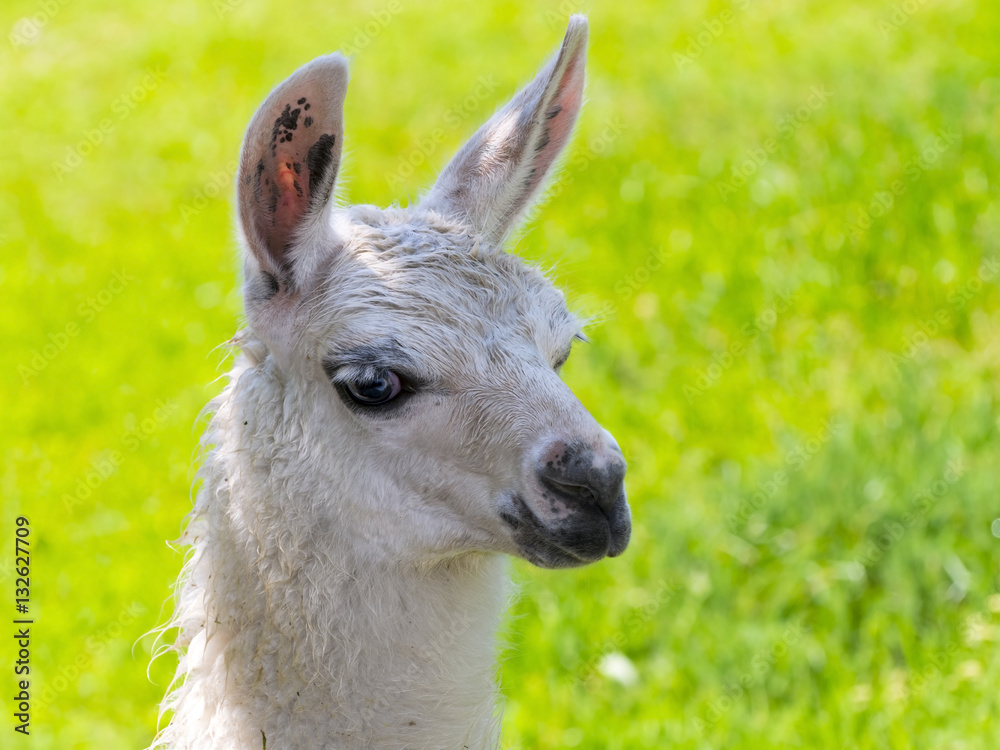 Obraz premium White Llama portrait