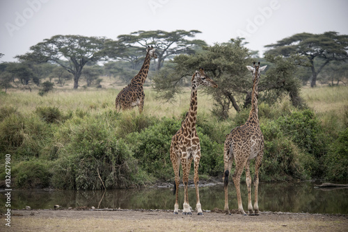 Sticker Giraffe Trio, Serengeti