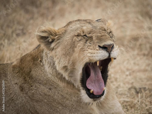 Yawning Lioness  Ngorongoro