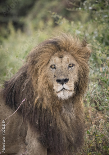 Fototapeta Naklejka Na Ścianę i Meble -  King of Beasts, Ngorongoro