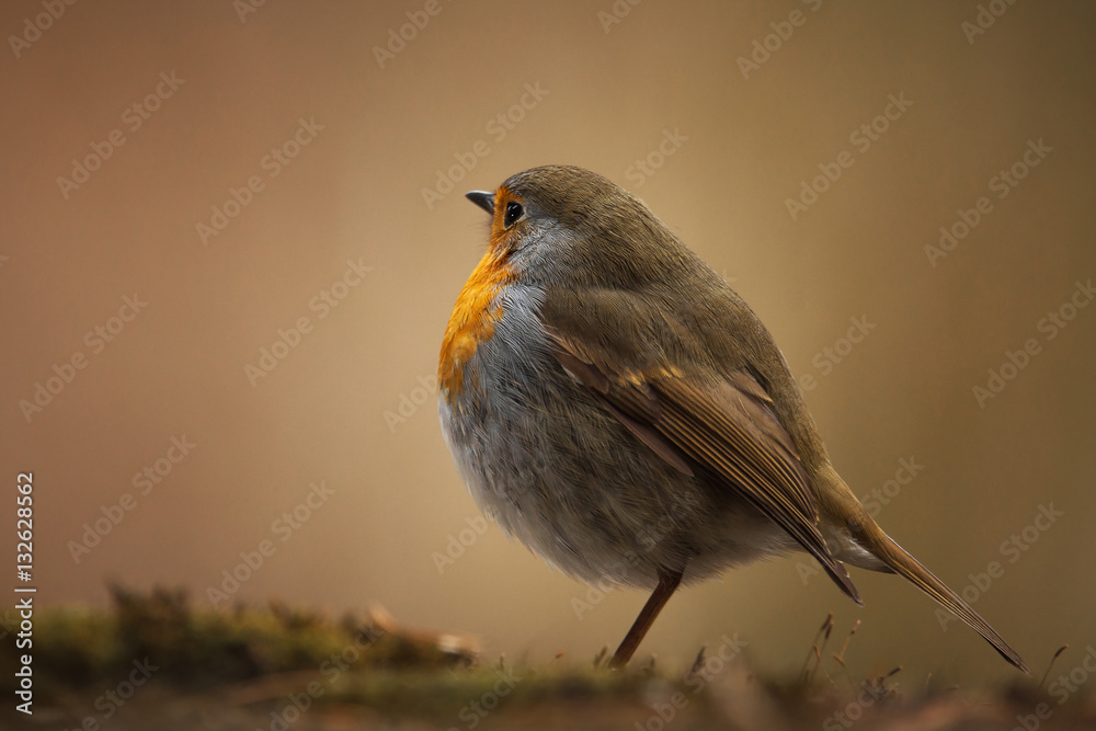 Rouge gorge
Rouge gorge