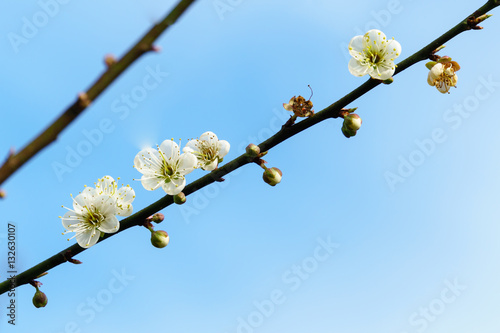 White apricot blossom with blue sky