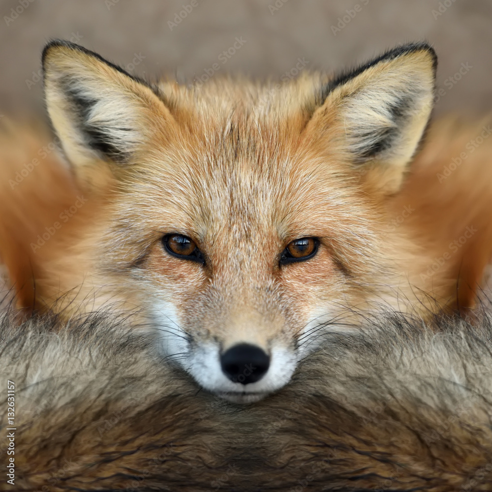 Red fox portrait Red fox portrait