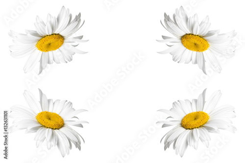 Daisy flowers  Floral frame.