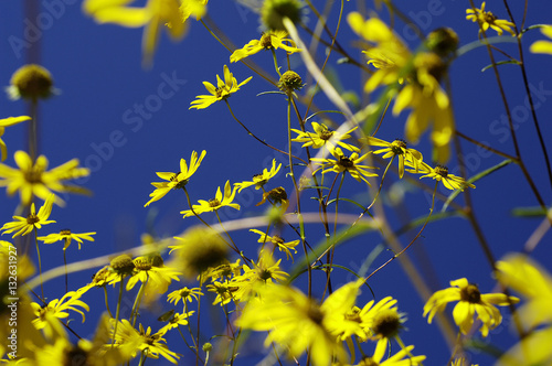 Blackeyed Susan