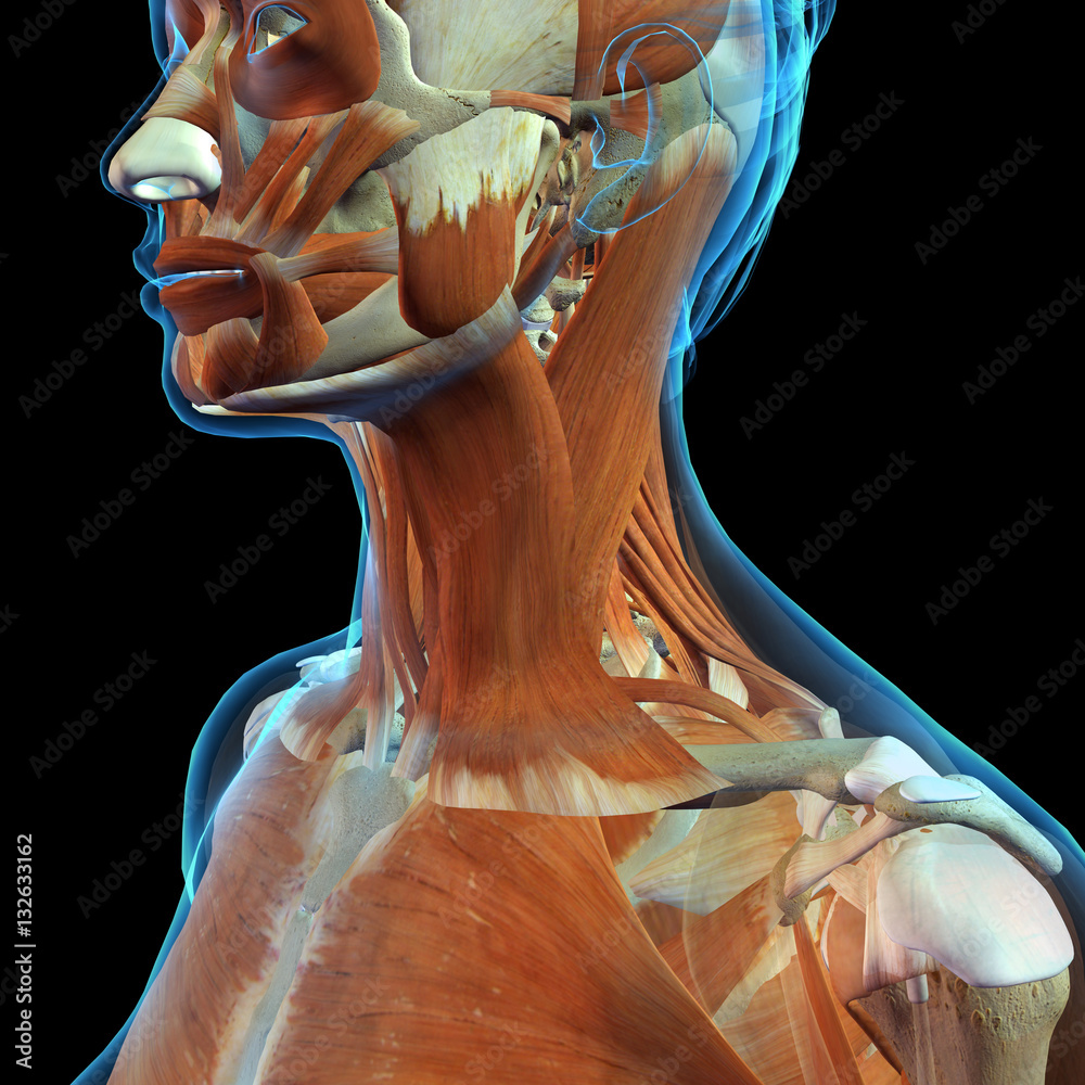 Female Neck and Shoulder Muscles Stock Illustration Adobe Stock