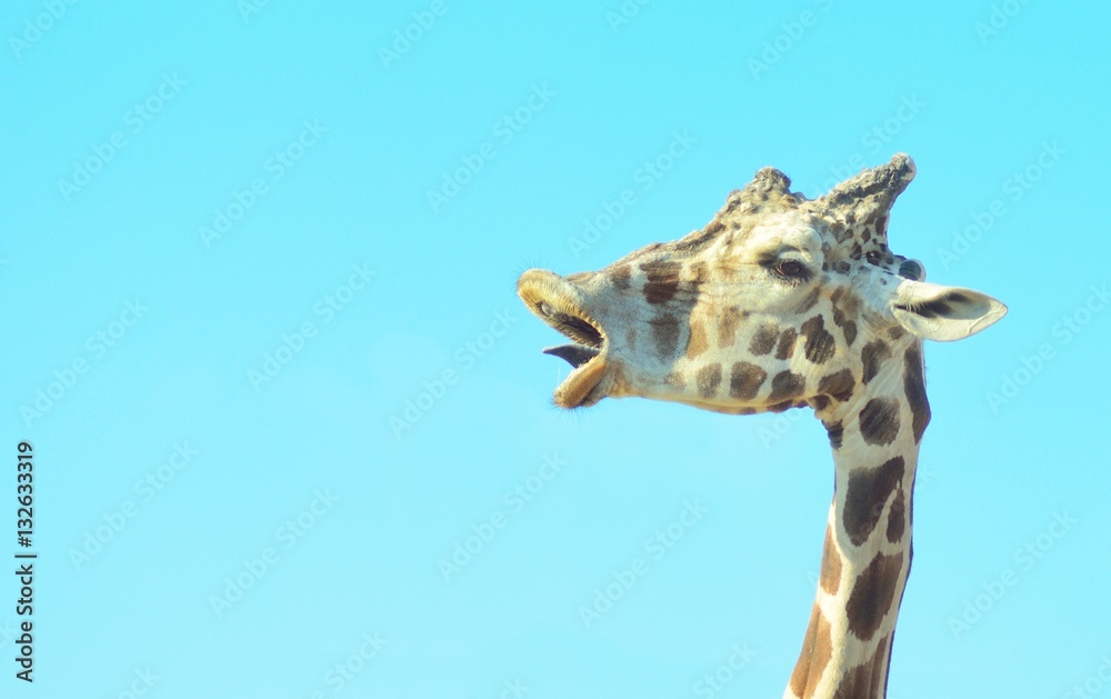 Obraz premium Giraffe head closeup with a funny face