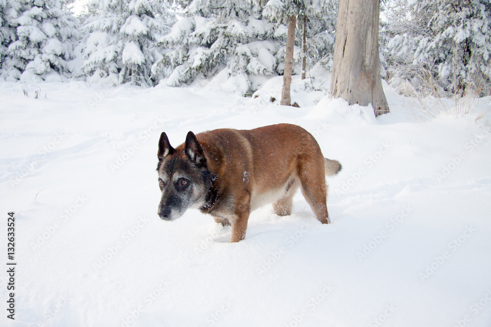 Malinois attitude loup en neige. Malinois attitude loup en neige.