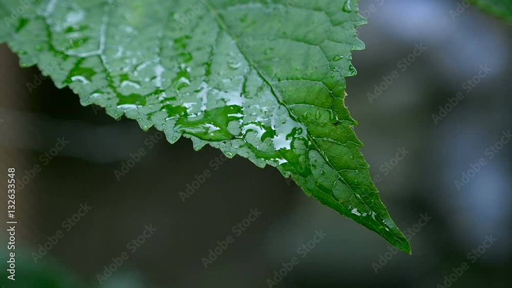 Water drips on leaves, slow motion. Macro shooting Water drips on leaves, slow motion. Macro shooting