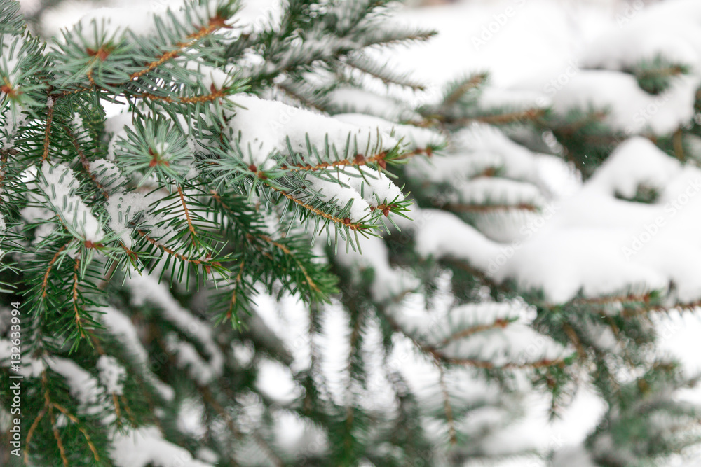 Fir christmas tree branches covered with snow. Winter forest background. Christmas and new year theme.
