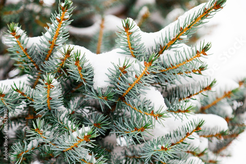 Fir christmas tree branches covered with snow. Winter forest background. Christmas and new year theme.  