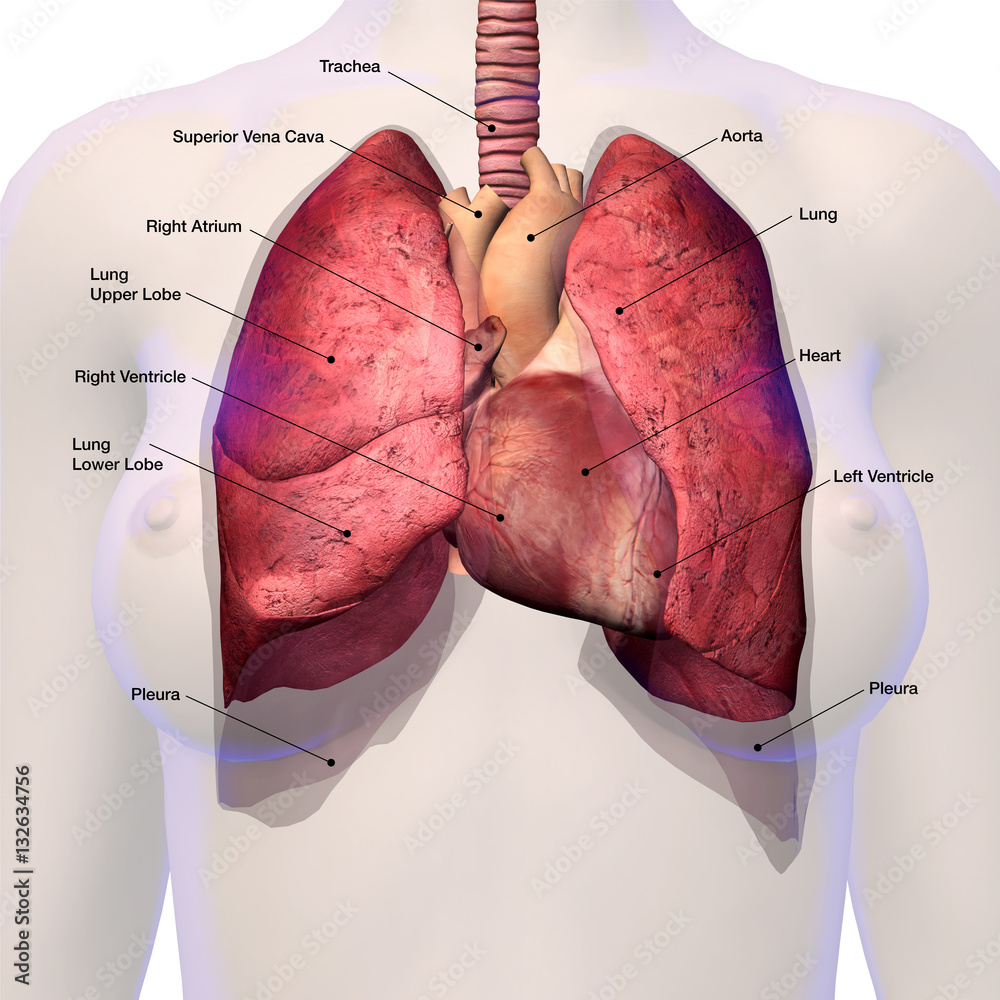 Female Heart And Lungs Labeled Anatomy Ilustra o Do Stock Adobe Stock