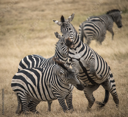 Zebra Stallions Fighting