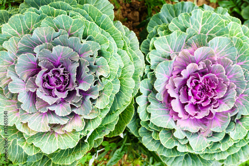 purple green ornamental cabbage close up