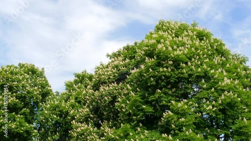 Wallpaper Mural Branch Of A Lilac Lilac Waves On A Wind Torontodigital.ca