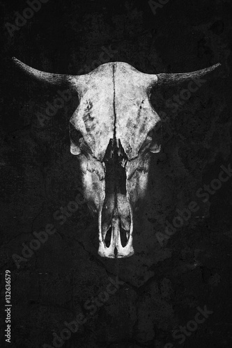 bull skull with horns on a black background