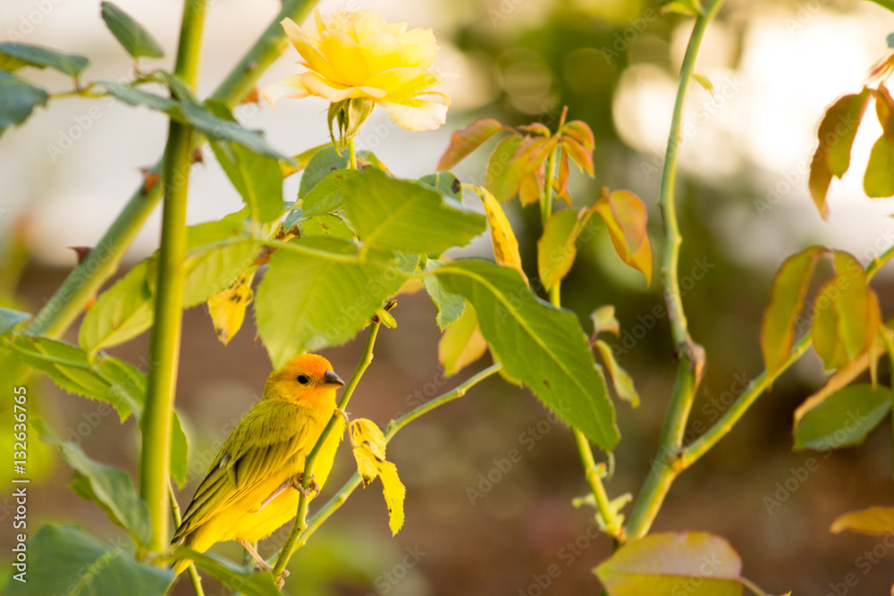 Obraz premium The canary and the yellow flower